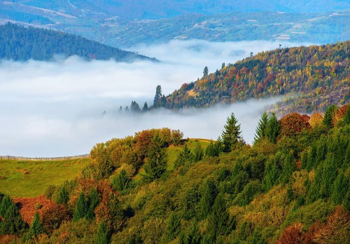 FOTOTAPETA DO SALONU SYPIALNI GÓRY LAS MGŁA NATURA