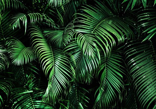 FOTOTAPETA DO SALONU SYPIALNI LIŚCIE NATURA ROŚLINY