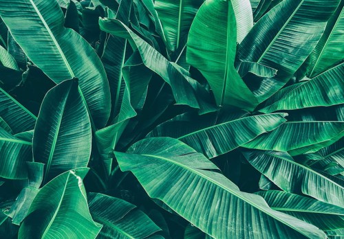 FOTOTAPETA NA ŚCIANĘ DO SALONU SYPIALNI ZIELONE LIŚCIE