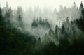 FOTOTAPETA DO SALONU SYPIALNI LAS NATURA MGŁA DRZEWA