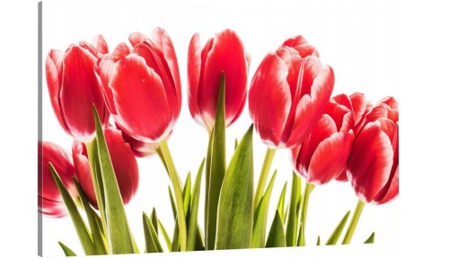 CZERWONE TULIPANY o-429.jpg