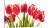 CZERWONE TULIPANY o-429.jpg