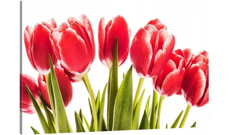 CZERWONE TULIPANY o-429.jpg
