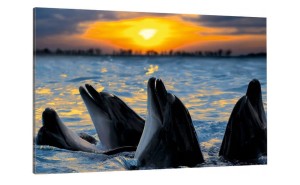obraz do salonu sypialni na płótnie canvas Delfiny Delfin
