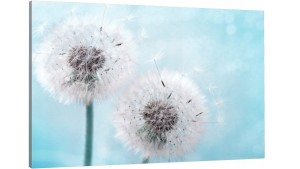 obraz dmuchawiec dmuchawce DO SALONU SYPIALNI 