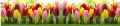 FOTOTAPETA DO KUCHNI ZMYWALNA tulipany kwiaty tulipan ogród