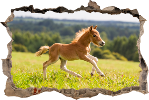 FOTOTAPETA 3D SAMOPRZYLEPNA naklejka ścienna KUCYK NA POLANIE