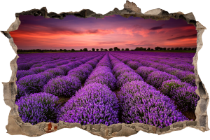 FOTOTAPETA 3D SAMOPRZYLEPNA naklejka ścienna PIĘKNE LAWENDOWE POLE