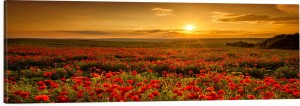 OBRAZ PANORAMICZNY dekoracyjny PANORAMA maki zachód słońca pole