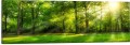 OBRAZ PANORAMICZNY dekoracyjny PANORAMA słoneczny las zieleń natura 