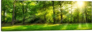 OBRAZ PANORAMICZNY dekoracyjny PANORAMA słoneczny las zieleń natura 
