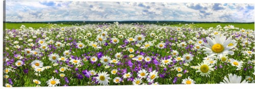OBRAZ PANORAMICZNY dekoracyjny PANORAMA  łąka kwiaty polana 