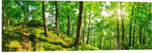 OBRAZ PANORAMICZNY dekoracyjny PANORAMA  las słońce drzewa 