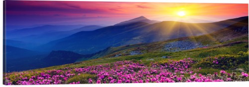 OBRAZ PANORAMICZNY dekoracyjny PANORAMA kwiaty przy zachodzie słońca