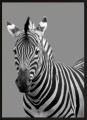 DEKORACYJNY PLAKAT DO SALONU ZEBRA