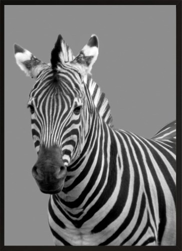 DEKORACYJNY PLAKAT DO SALONU ZEBRA
