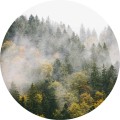 Fototapeta samoprzylepna okrągła naklejka ścienna las mgła mistyczny natura