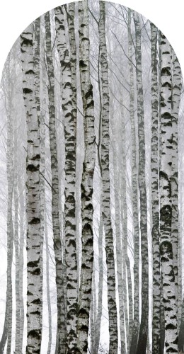 TAPETA brzozowy las ŁUK FOTOTAPETA drzewa las