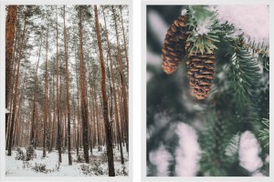Plakaty ZESTAW PLAKATÓW ZIMOWYCH 30x40 cm LAS NATURA ZIMA ŚNIEG
