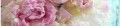FOTOTAPETA DO KUCHNI ZMYWALNA piwonie peonie pastelowe