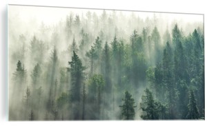 Obraz szklany mglisty las mgła do salonu sypialni obraz na szkle 