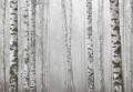 Fototapeta LAS BRZOZOWY BRZOZY do salonu sypialni FORESTA 