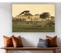 Obraz na płótnie Żyrafy Na Sawannie Safari 