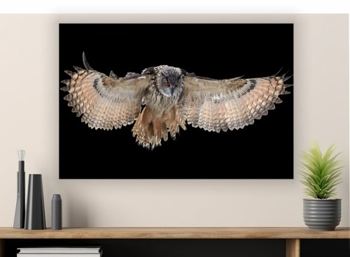 obraz na płótnie canvas SOWA LOT CZERŃ