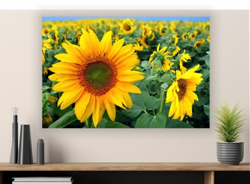 Obraz SŁONECZNIKI POLE  na płótnie canvas 