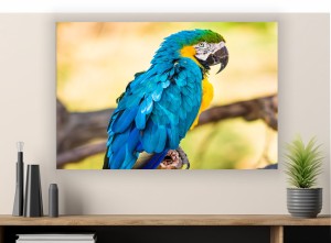 obraz na płótnie canvas PAPUGA PTAK