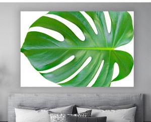 obraz na płótnie canvas liść monstery monstera