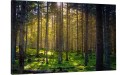 obraz na płótnie canvas LAS MECH NATURA