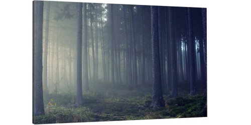 LAS MGŁA NATURAo-1055.jpg
