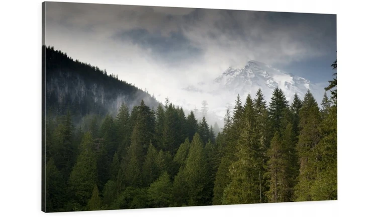 Las Natura Mgła o-1801.jpg