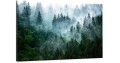 obraz na płótnie canvas Drzewa Natura Mgła