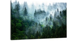 obraz na płótnie canvas Drzewa Natura Mgła