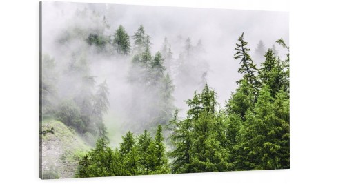 Las Natura Mgła o-1806.jpg