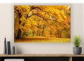 Obraz ZŁOTA JESIEŃ LAS DRZEWA do salonu canvas 