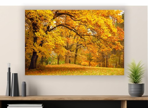 Obraz ZŁOTA JESIEŃ LAS DRZEWA do salonu canvas 