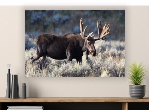 OBRAZ DRUKOWANY canvas DO SALONU ŁOŚ ZWIERZĘTA 