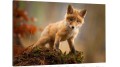 obraz na płótnie canvas LISEK NATURA