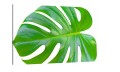 obraz na płótnie canvas liść monstery monstera