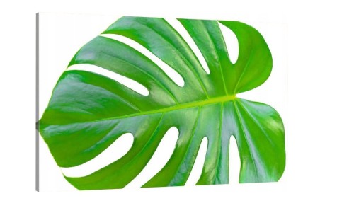 liść monstery monstera  o-1922.jpg