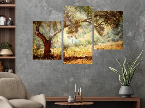 Obraz do salonu  DRZEWO OLIWNE GAJ tryptyk
