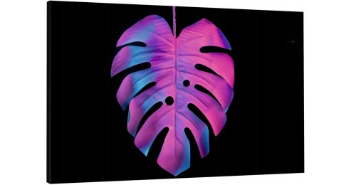 monstera neon róż o-1833.jpg