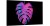 monstera neon róż o-1833.jpg