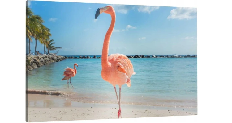 MORZE FLAMINGI o-1396.jpg