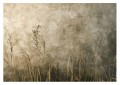 NOWOCZESNA TAPETA DO SALONU Trawy boho natura  beton 