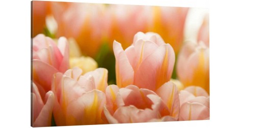 Różowe Tulipany o-589.jpg
