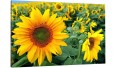 Obraz SŁONECZNIKI POLE  na płótnie canvas 